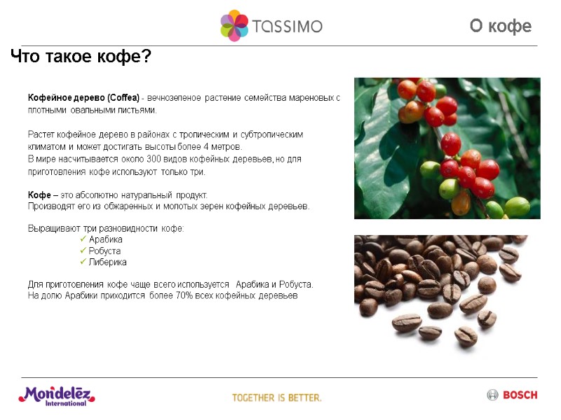 О кофе Кофейное дерево (Coffea) - вечнозеленое растение семейства мареновых с плотными овальными листьями.